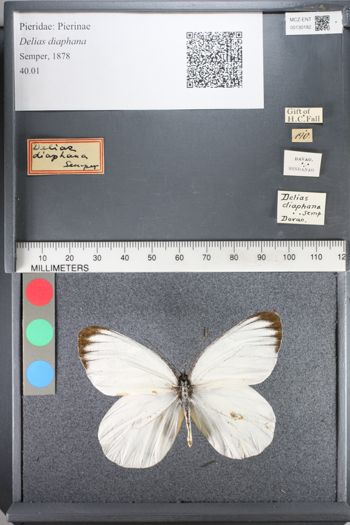 Media type: image;   Entomology 130182
